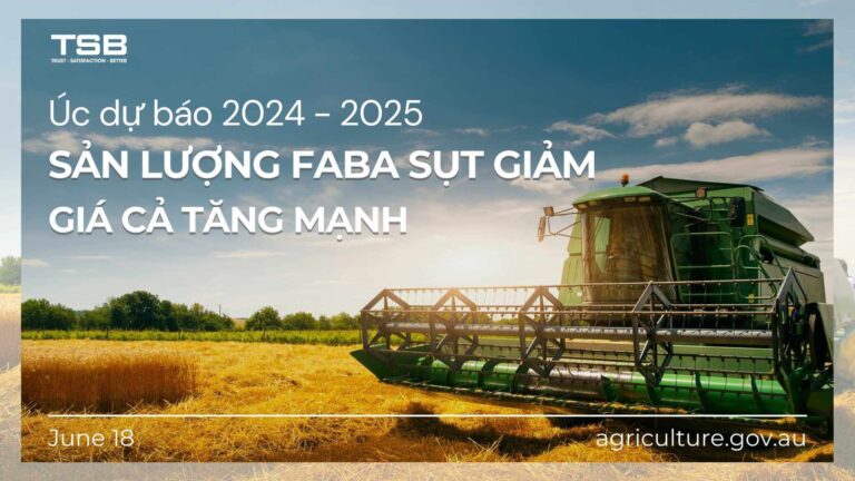 Dự báo sản lượng Faba Úc 2024-2025