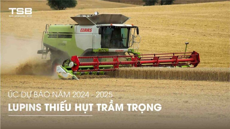 Dự báo sản lượng Lupins Úc 2024-2025